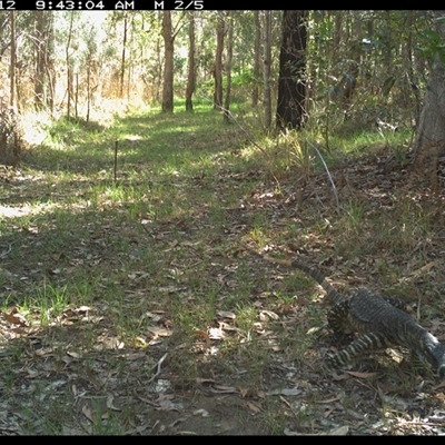 Varanus varius (Lace Monitor) at Shannondale, NSW - 26 Oct 2024 by PEdwards