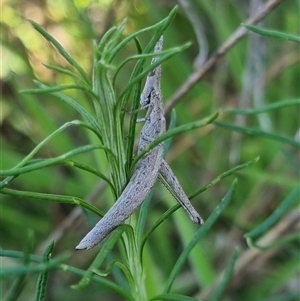 Keyacris scurra at Bungendore, NSW - suppressed