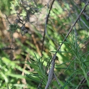 Keyacris scurra at Bungendore, NSW - suppressed