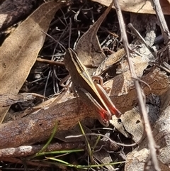 Apotropis tricarinata (Eastern striped grasshopper) at Bungendore, NSW - 23 Oct 2024 by clarehoneydove