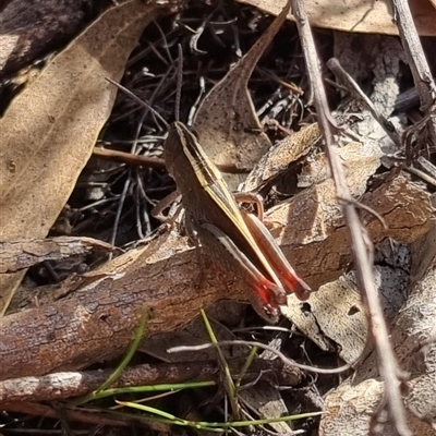 Apotropis tricarinata (Eastern striped grasshopper) at Bungendore, NSW - 23 Oct 2024 by clarehoneydove