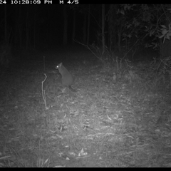 Aepyprymnus rufescens (Rufous Bettong) at Shannondale, NSW - 26 Oct 2024 by PEdwards