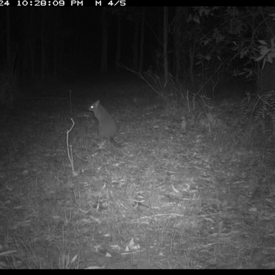 Aepyprymnus rufescens (Rufous Bettong) at Shannondale, NSW - 26 Oct 2024 by PEdwards