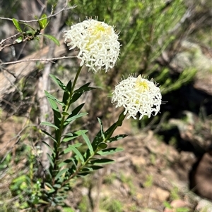 Pimelea treyvaudii at Burrinjuck, NSW - 26 Oct 2024 03:15 PM