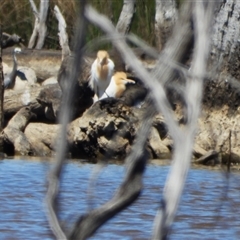 Bubulcus coromandus (Eastern Cattle Egret) at Forde, ACT - 26 Oct 2024 by LinePerrins