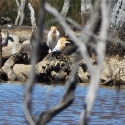 Bubulcus coromandus (Eastern Cattle Egret) at Forde, ACT - 26 Oct 2024 by LinePerrins