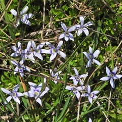 Isotoma fluviatilis subsp. australis (Swamp Isotome) at Forde, ACT - 26 Oct 2024 by LinePerrins