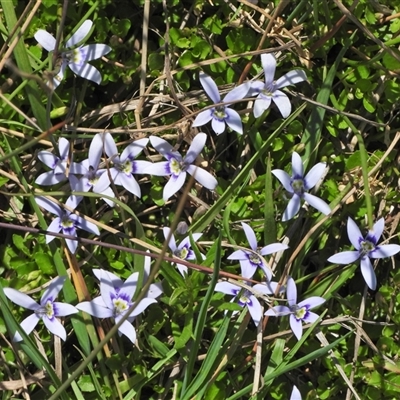 Isotoma fluviatilis subsp. australis (Swamp Isotome) at Forde, ACT - 26 Oct 2024 by LinePerrins