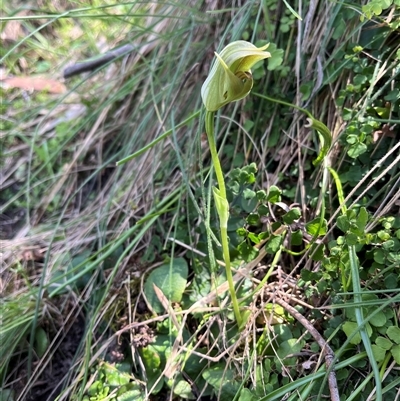 Pterostylis curta (Blunt Greenhood) at Burrinjuck, NSW - 26 Oct 2024 by sduus