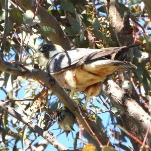 Falco longipennis at Forde, ACT - 26 Oct 2024 02:08 PM