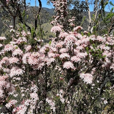 Calytrix tetragona (Common Fringe-myrtle) at Burrinjuck, NSW - 26 Oct 2024 by sduus