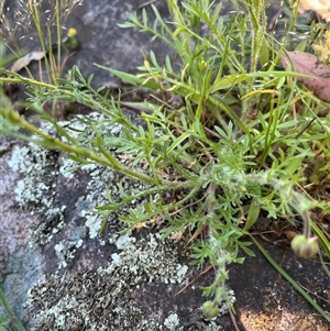 Brachyscome ciliaris var. ciliaris at Burrinjuck, NSW - 26 Oct 2024