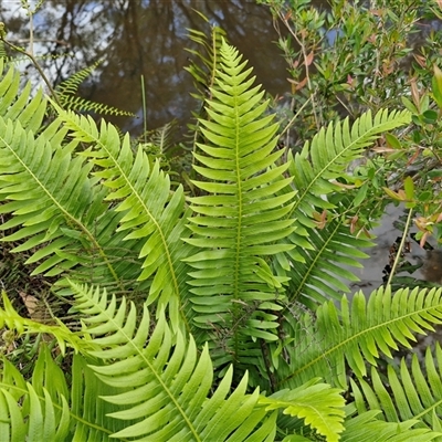 Blechnum nudum (Fishbone Water Fern) at Robertson, NSW - 26 Oct 2024 by trevorpreston