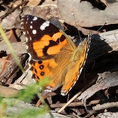 Vanessa kershawi (Australian Painted Lady) at Chiltern, VIC - 25 Oct 2024 by KylieWaldon