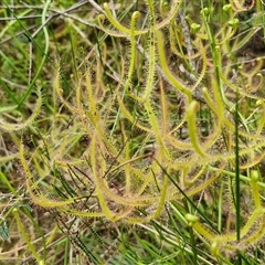 Drosera binata (Forked Sundew) at Robertson, NSW - 26 Oct 2024 by trevorpreston