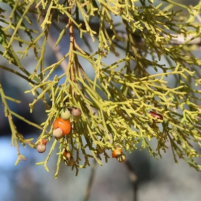 Exocarpos cupressiformis (Cherry Ballart) at Chiltern, VIC - 26 Oct 2024 by KylieWaldon