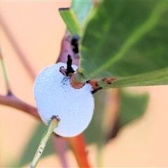 Aphrophorinae (subfamily) (Unidentified spittlebug) at Chiltern, VIC - 25 Oct 2024 by KylieWaldon