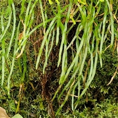 Schizaea rupestris at Robertson, NSW - 26 Oct 2024 by trevorpreston