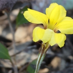 Goodenia hederacea at Chiltern, VIC - 26 Oct 2024 by KylieWaldon