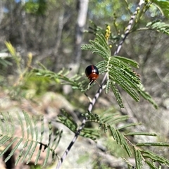 Dicranosterna immaculata (Acacia leaf beetle) at Burrinjuck, NSW - 26 Oct 2024 by sduus