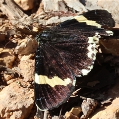 Eutrichopidia latinus (Yellow-banded Day-moth) at Chiltern, VIC - 25 Oct 2024 by KylieWaldon