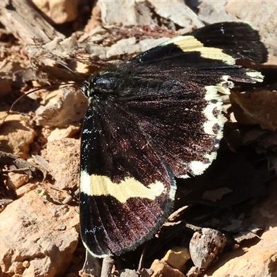 Eutrichopidia latinus (Yellow-banded Day-moth) at Chiltern, VIC - 26 Oct 2024 by KylieWaldon