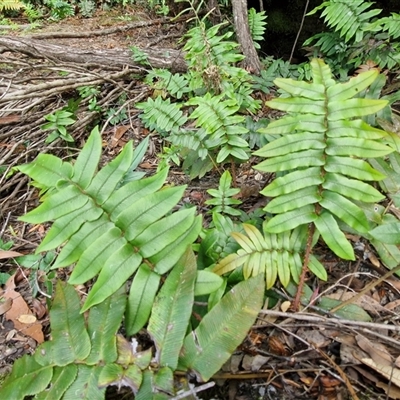 Blechnum wattsii (Hard Water Fern) at Robertson, NSW - 26 Oct 2024 by trevorpreston