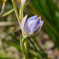 Thelymitra media (Tall Sun Orchid) at Robertson, NSW - 26 Oct 2024 by trevorpreston