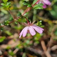 Bauera rubioides (Wiry Bauera) at Robertson, NSW - 26 Oct 2024 by trevorpreston