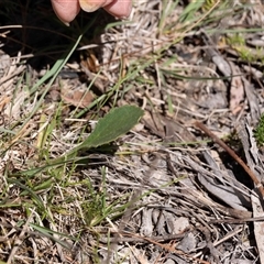 Unidentified Plant at Kowen, ACT - 26 Oct 2024 by Untidy