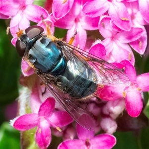 Syrphidae (family) at Acton, ACT - 25 Oct 2024 11:21 AM