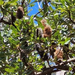 Banksia serrata (Saw Banksia) at Carrington Falls, NSW - 26 Oct 2024 by trevorpreston