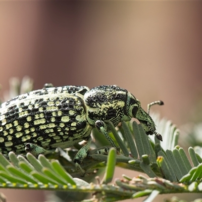 Chrysolopus spectabilis (Botany Bay Weevil) at Cook, ACT - 26 Oct 2024 by Debbie05