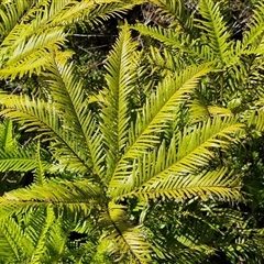 Sticherus flabellatus (Shiny Fan-fern, Umbrella Fern) at Robertson, NSW - 26 Oct 2024 by trevorpreston