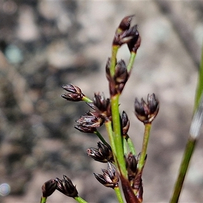 Juncus planifolius (broad-leaved rush) at Robertson, NSW - 26 Oct 2024 by trevorpreston