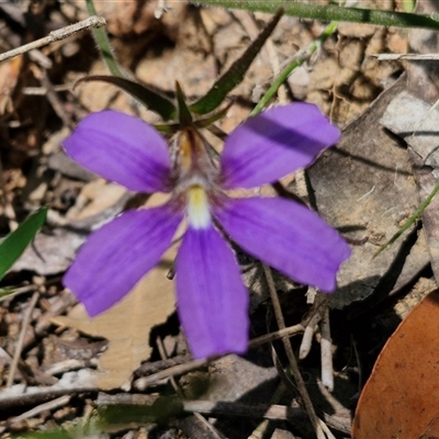 Scaevola ramosissima (Hairy Fan-flower) at Robertson, NSW - 26 Oct 2024 by trevorpreston