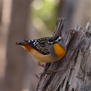 Pardalotus punctatus at Aranda, ACT - 21 Aug 2024