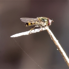 Melangyna viridiceps (Hover fly) at Chiltern, VIC - 26 Oct 2024 by KylieWaldon