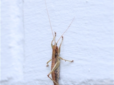 Coptaspis brevipennis (A katydid) at Turner, ACT - 21 Aug 2024 by ConBoekel