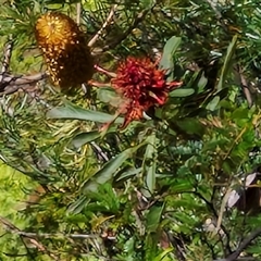 Telopea speciosissima (NSW Waratah) at Upper Kangaroo Valley, NSW - 26 Oct 2024 by trevorpreston