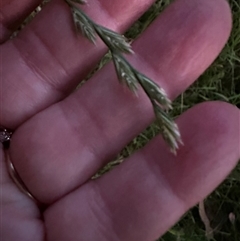 Lolium sp. (Ryegrass) at Kangaroo Valley, NSW - 26 Oct 2024 by lbradley