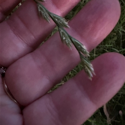 Lolium sp. (Ryegrass) at Kangaroo Valley, NSW - 26 Oct 2024 by lbradley