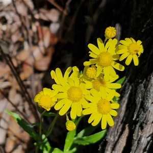 Senecio madagascariensis at Carrington Falls, NSW - 26 Oct 2024 01:24 PM