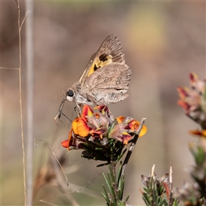 Trapezites phigalia at Kowen, ACT - 26 Oct 2024 03:10 PM