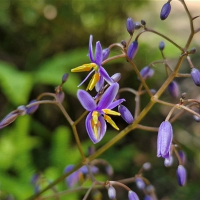 Dianella caerulea var. producta (Blue Flax Lily) at Carrington Falls, NSW - 26 Oct 2024 by trevorpreston