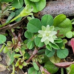 Dichondra repens (Kidney Weed) at Carrington Falls, NSW - 26 Oct 2024 by trevorpreston