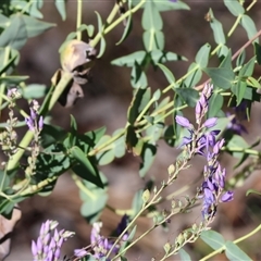 Veronica perfoliata at Chiltern, VIC - 26 Oct 2024 by KylieWaldon