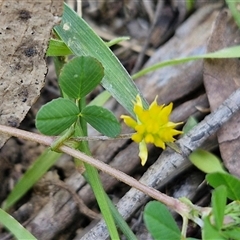 Trifolium campestre (Hop Clover) at Carrington Falls, NSW - 26 Oct 2024 by trevorpreston