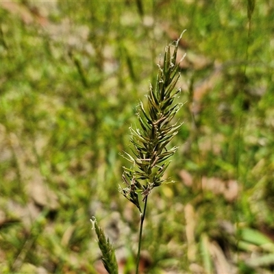 Anthoxanthum odoratum (Sweet Vernal Grass) at Carrington Falls, NSW - 26 Oct 2024 by trevorpreston