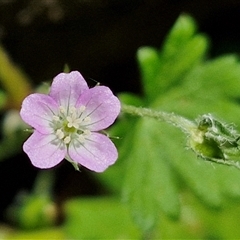 Geranium sp. (Geranium) at Carrington Falls, NSW - 26 Oct 2024 by trevorpreston